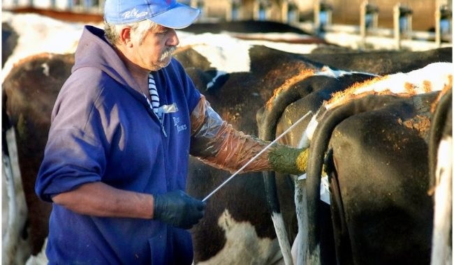 Prevén ganaderos un año complicado
