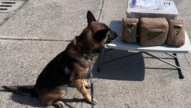 Detectan paquetes con droga en diez estados; Zacatecas entre ellos