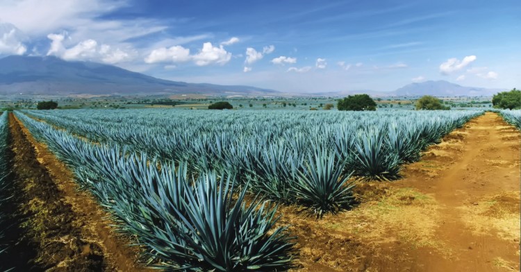 Venden agave inmaduro por incremento en demanda