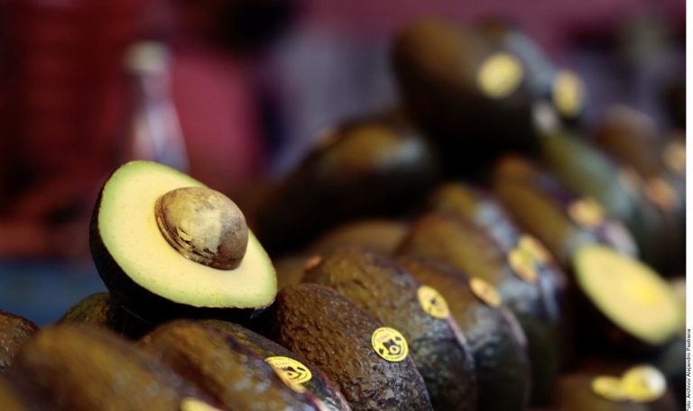 Exigirán desde octubre certificado para exportar aguacate