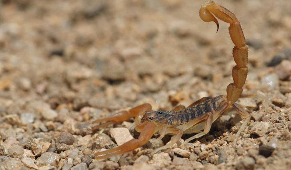 Jalpa encabeza lista de picaduras de alacrán