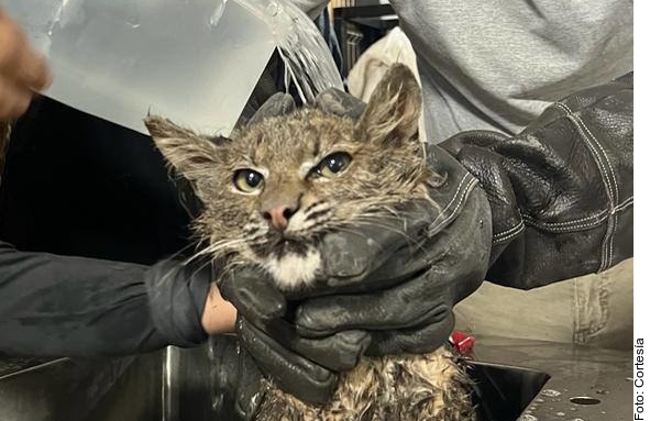 Rescatan a lince que cayó en pozo en Tlajomulco