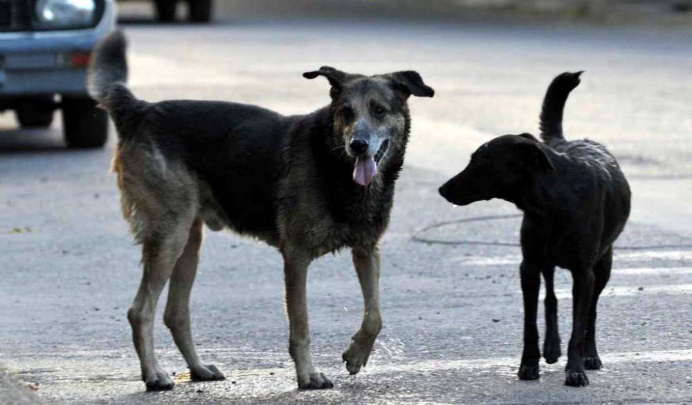 Justicia para Huellitas: Ataque a un perrito en Puebla