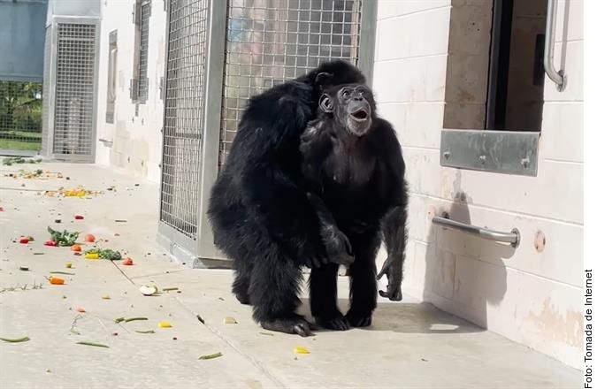 Asombra a chimpancé rescatada ver el cielo por primera vez