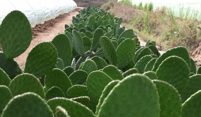 Tras ventas bajas, logran productores de nopal convenio