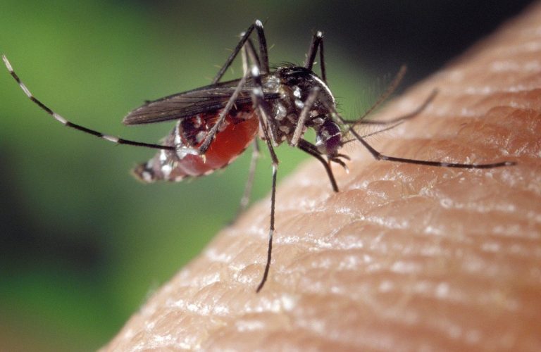SSZ, en alerta por posibles casos de dengue en el estado