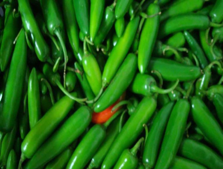 Zacatecas, cuarto lugar en producción de chile verde