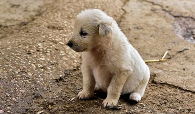 Reportan envenenamiento de 22 perros en San Felipe