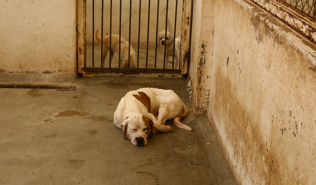 Listo, terreno para el centro canino
