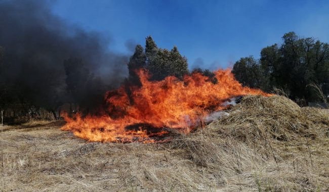 Se incendia pastizal en los poblados El Obligado y Carrillo