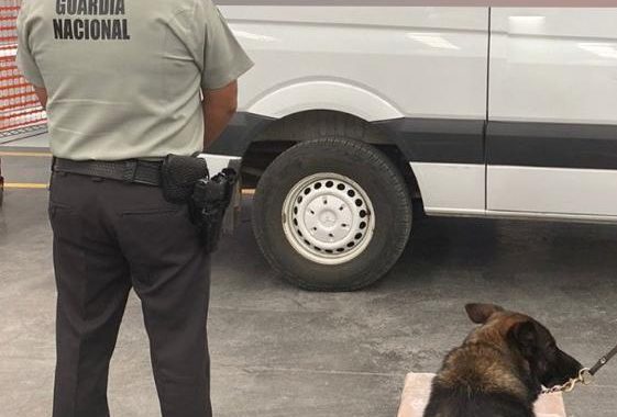 Caninos de la GN detectan marihuana en empresas de paquetería