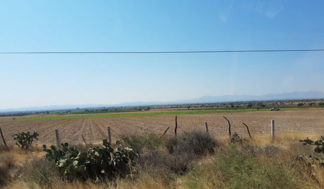 Urge apoyo para los productores de chile