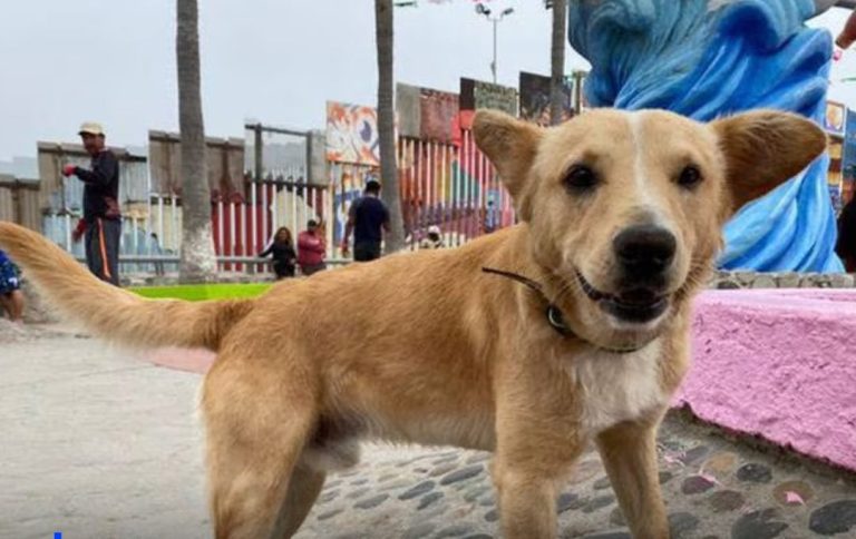 Llega a Jalpa y Tabasco Jornada Permanente de Esterilización