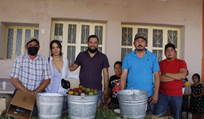 Continúa con éxito la producción de pitaya