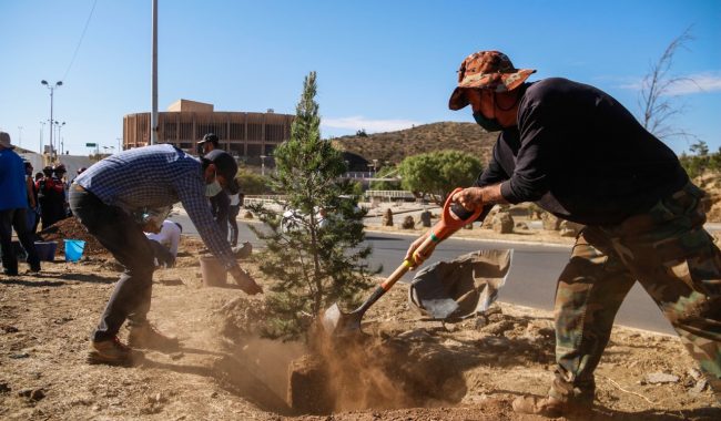 Reforestan avenida Vetagrande