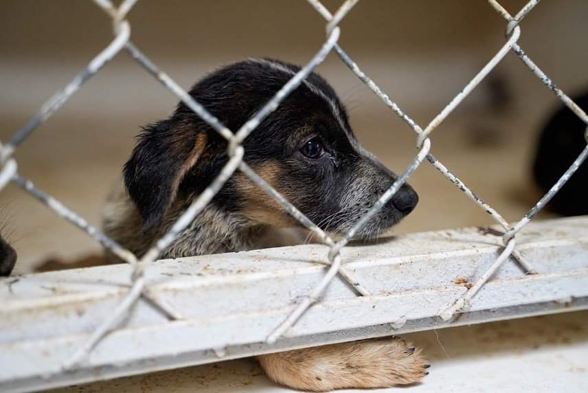 Entregan obra de reahabilitación de cetro de atención canina y felina