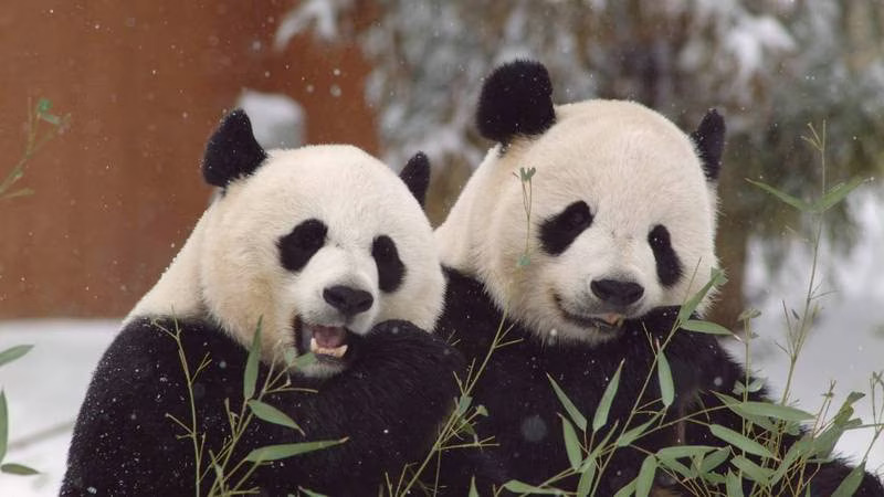 ‘Diplomacia Panda’: EU regresará a China a los pandas que tiene en sus zoológicos