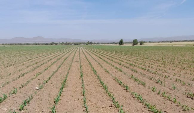 Zacatecas, última entidad en recibir fertilizante gratuito