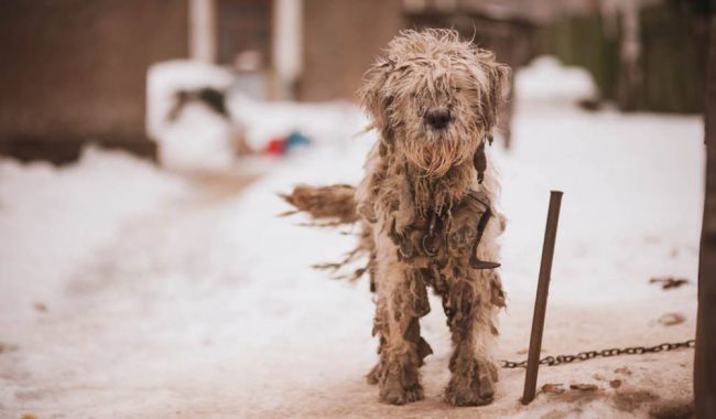 Autoridades hacen caso omiso ante maltrato animal