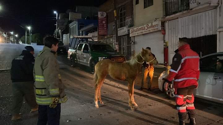 Rescatan a potrillo y yegua en avenida San Marcos