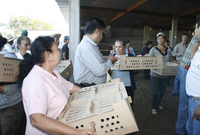 Reparten más de 6 mil pollos en Jerez
