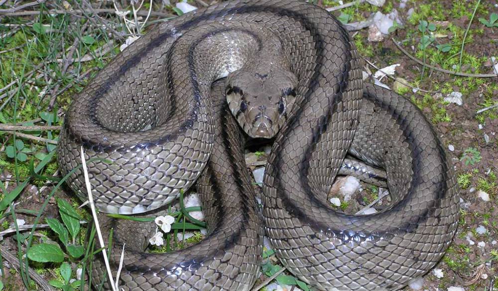Víboras invaden colonias de Fresnillo