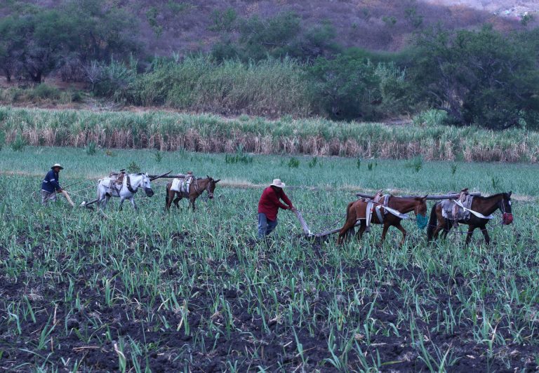 Sufren campesinos precariedad laboral
