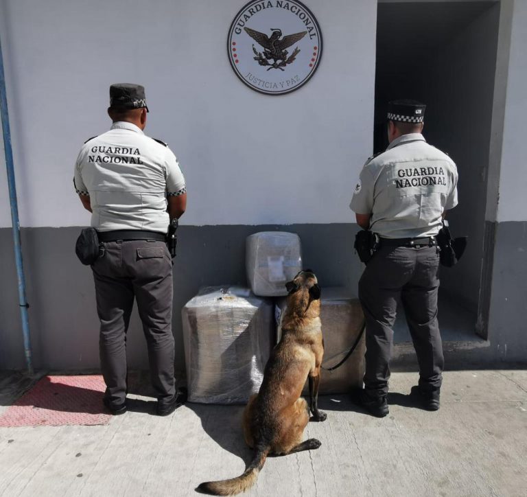 Detecta binomio canino 38 kilos de marihuana