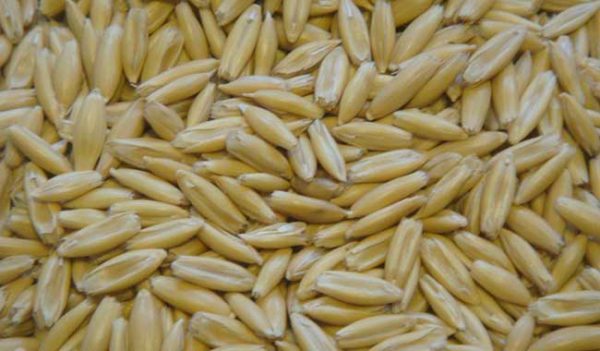 Entregan semilla de avena en Fresnillo y Valparaíso