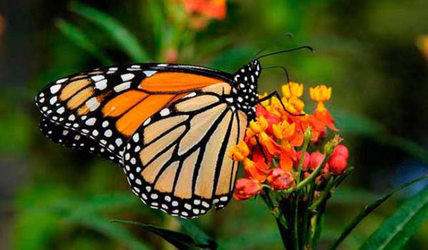 Acudirán 150 mil personas al Festival de Mariposa Monarca en Michoacán