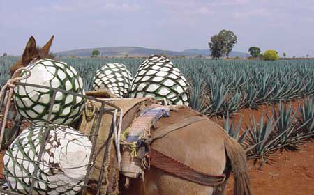 Arriesgan prácticas ilegales inversión en el ramo tequilero