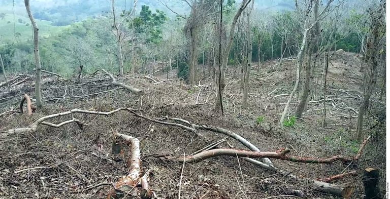Deforestan para reforestar