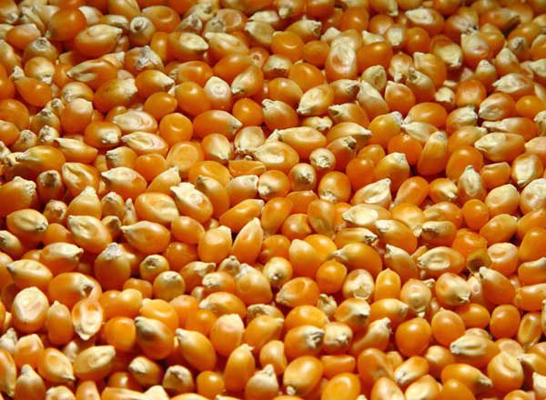 Desarrollan variedad de maíz palomero de alta calidad