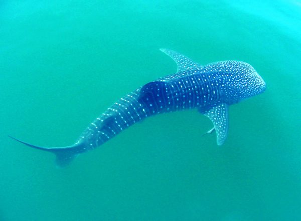 Evalúan científicos manejo sustentable del tiburón-ballena en BCS