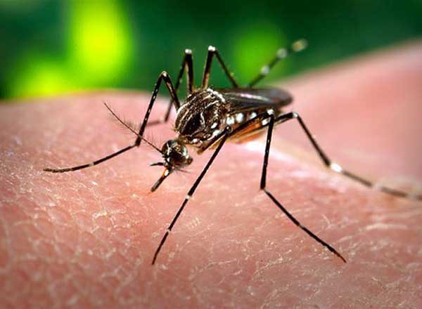 Alertan resistencia del mosquito transmisor del dengue