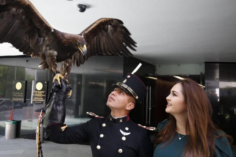 Solicita senadora redoblar esfuerzos en preservación del Águila Real