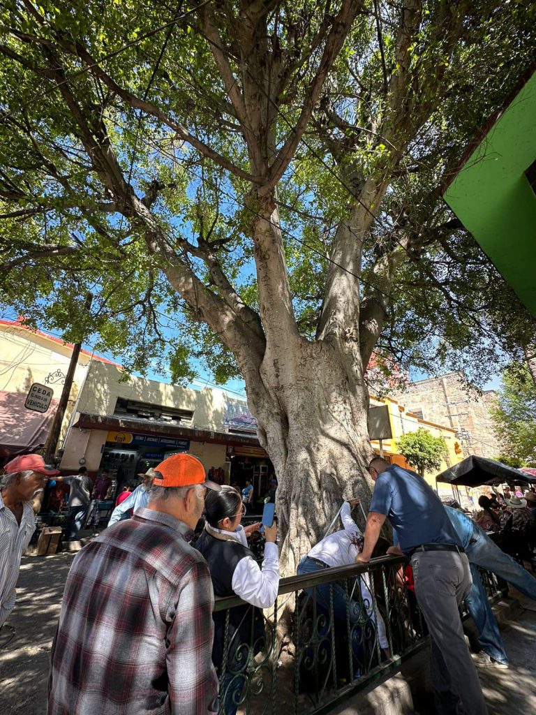 Analiza la SAMA estado del árbol palo verde