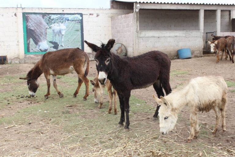 Burrolandia, sitio que busca la conservación del asno en México