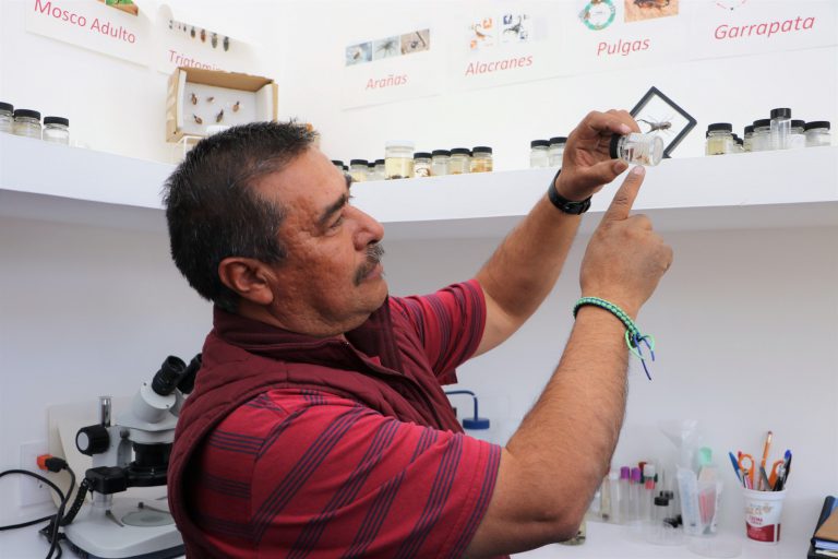Detectan en el sur araña viuda café