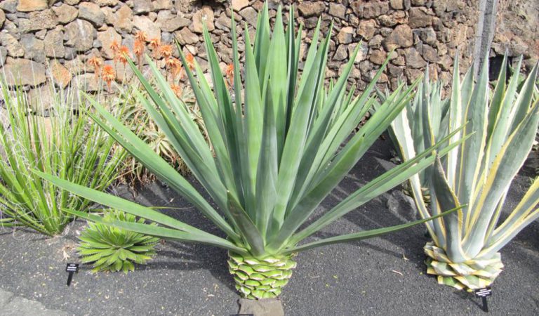 Henequén, el oro verde de Yucatán
