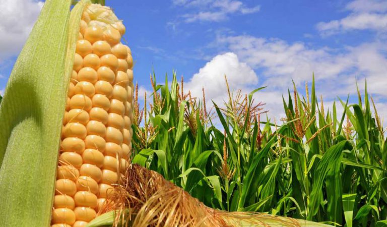Juegos y alimentos olmecas siguen vigentes al paso de la historia