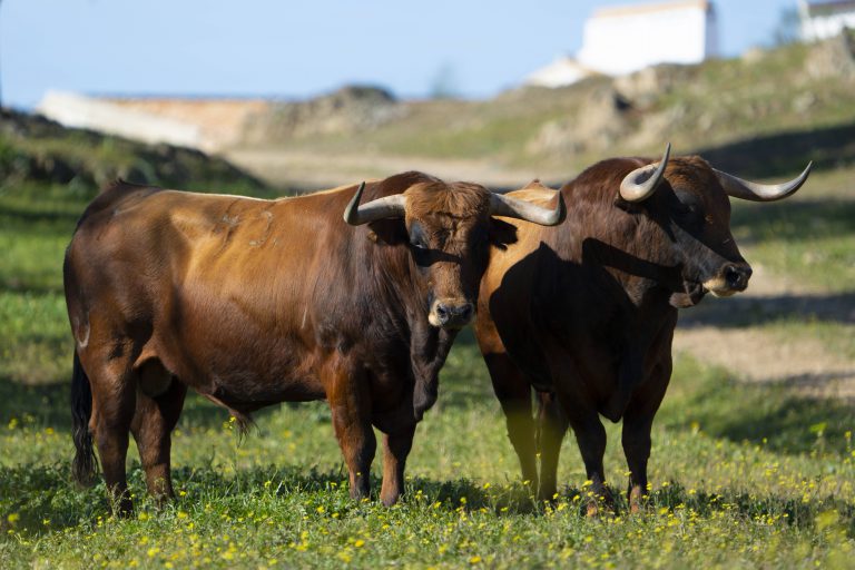 Los toros de Cuadri ya están en Las Ventas para el Domingo de Ramos