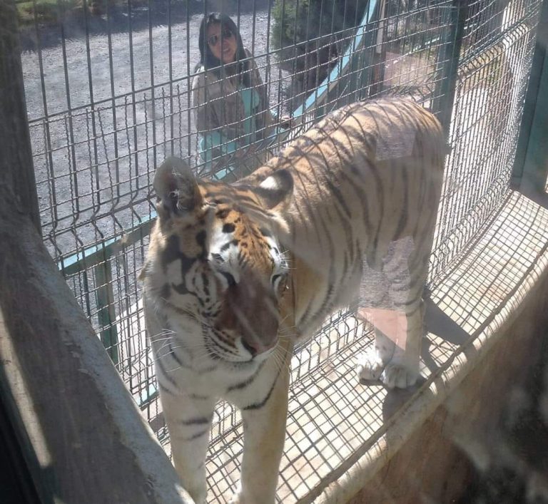 Muere tigresa «Fresnita» a los 15 años