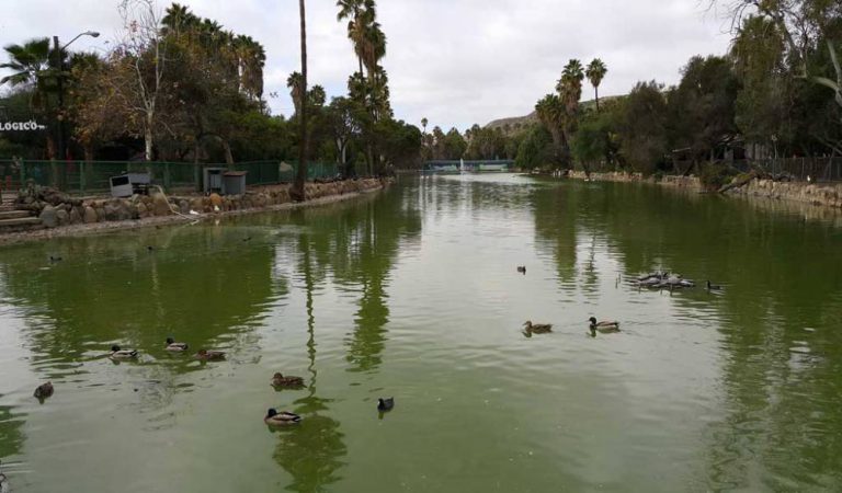 Parque de Tijuana, refugio de animales en peligro de extinción