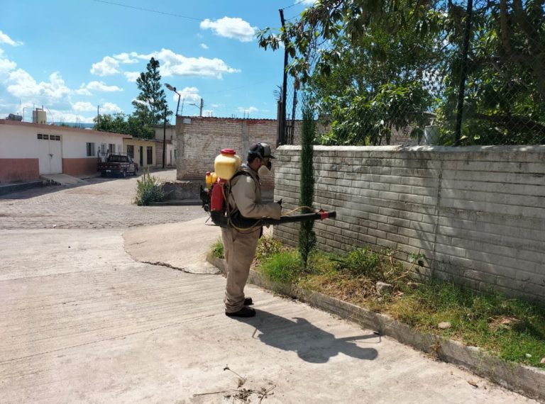 Registran 467 casos de picaduras de artrópodos durante 2024