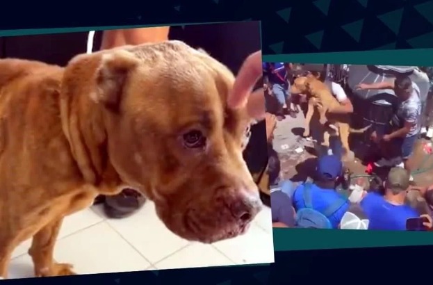 Rescatan a Max, perro que intervino en linchamiento en Taxco