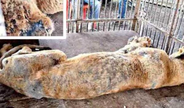 Realizan operativo para verificar estancia de animales en circos