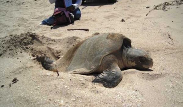 Destaca Conanp trabajo para proteger a tortugas