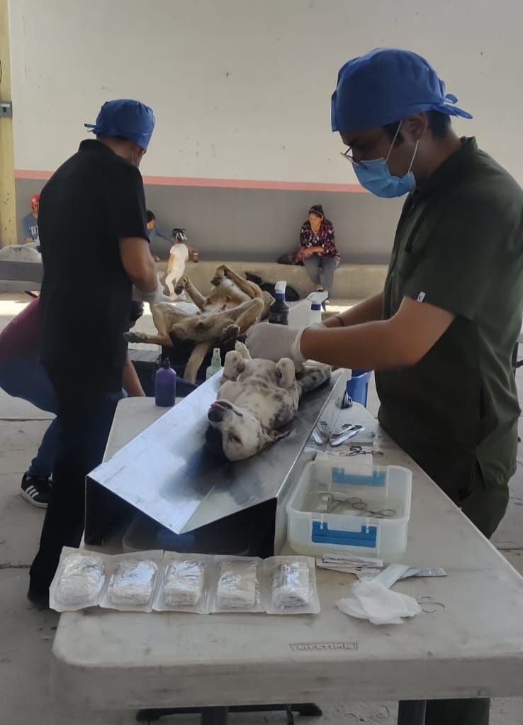 Llevan jornada de esterilización canina y felina a municipios