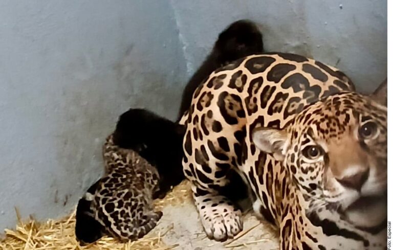 Nacen tres jaguares en Chapultepec
